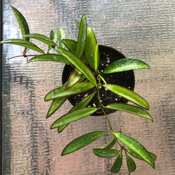 The Plant Bazaar Accessories - 4” House Plant - Hoya Wayetii plant